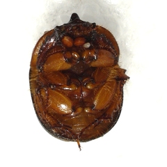 Bolbocerosoma bruneri