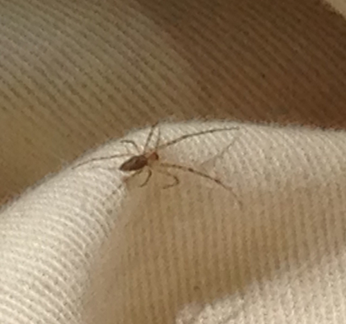 Tetragnatha quasimodo