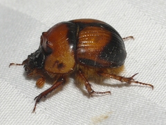 Bolbocerosoma bruneri