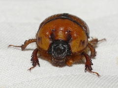 Bolbocerosoma bruneri