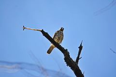 Buteo lineatus