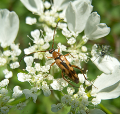 Stenurella septempunctata