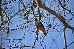 Buteo lineatus
