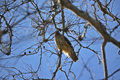 Buteo lineatus