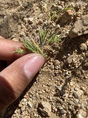 Chorizanthe brevicornu