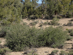 Peraphyllum ramosissimum