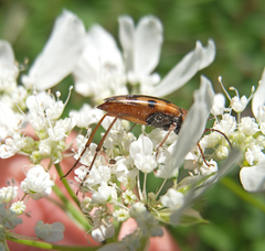 Stenurella septempunctata