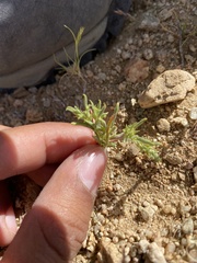 Chorizanthe brevicornu