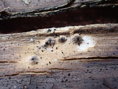 Anthostomella