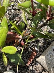 Comarostaphylis diversifolia