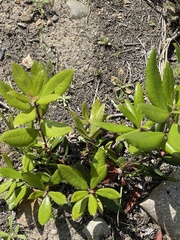 Comarostaphylis diversifolia