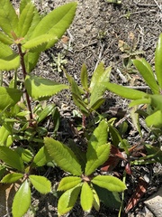Comarostaphylis diversifolia