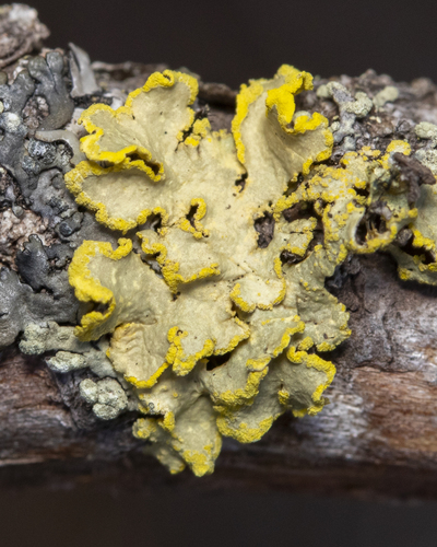 Vulpicida pinastri (Scop.) J.-E.Mattsson & M.J.Lai