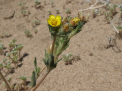 Mentzelia montana