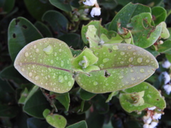 Myrcia subsessilis