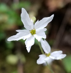 Lithophragma heterophyllum