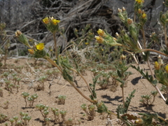 Mentzelia montana