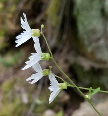 Lithophragma heterophyllum