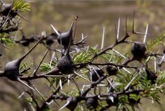 Vachellia drepanolobium