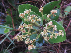 Myrcia subsessilis