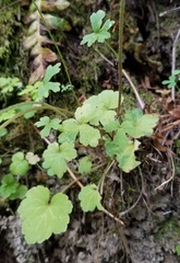 Lithophragma heterophyllum