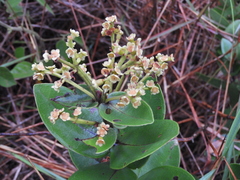 Myrcia subsessilis