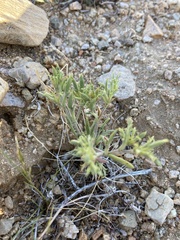 Chorizanthe brevicornu