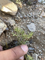 Chorizanthe brevicornu