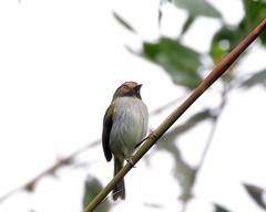 Hemitriccus granadensis