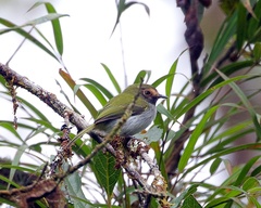 Hemitriccus granadensis