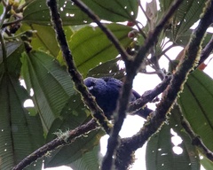 Tangara vassorii atrocoerulea