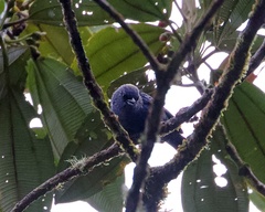 Tangara vassorii atrocoerulea