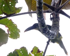 Aulacorhynchus coeruleicinctis