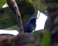 Diglossa caerulescens