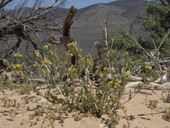 Mentzelia montana