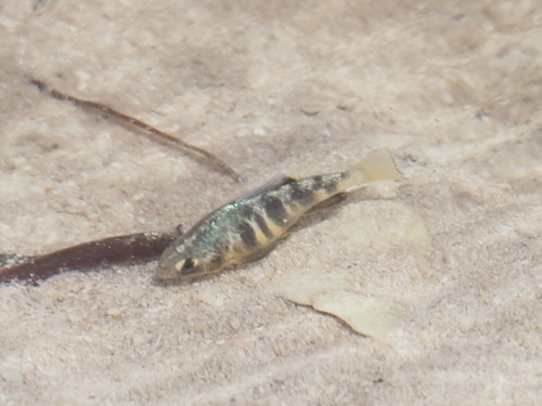 Yucatan pupfish (Cyprinodon artifrons) — Cyprinodontidae — 4