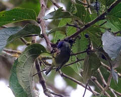 Conirostrum albifrons