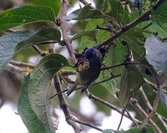 Conirostrum albifrons