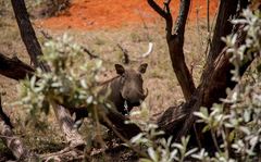 Phacochoerus africanus