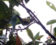 Chlorospingus flavopectus
