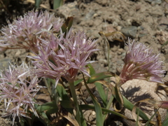 Allium anceps