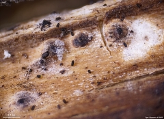 Anthostomella