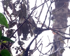 Chlorospingus flavopectus