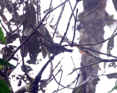 Chlorospingus flavopectus