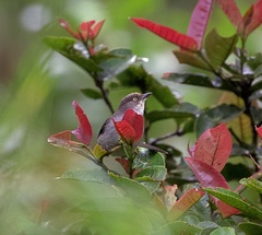 Pseudospingus xanthophthalmus