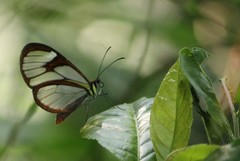 Ithomia agnosia zikani