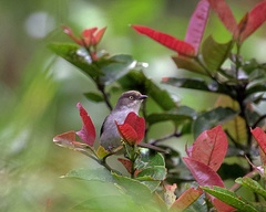 Pseudospingus xanthophthalmus