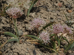 Allium anceps
