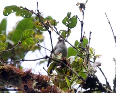 Pseudospingus xanthophthalmus