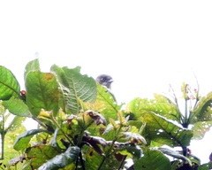 Pseudospingus xanthophthalmus